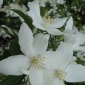 Philadelphus x purpureomaculatus 'Silver Showers 'fleur P7